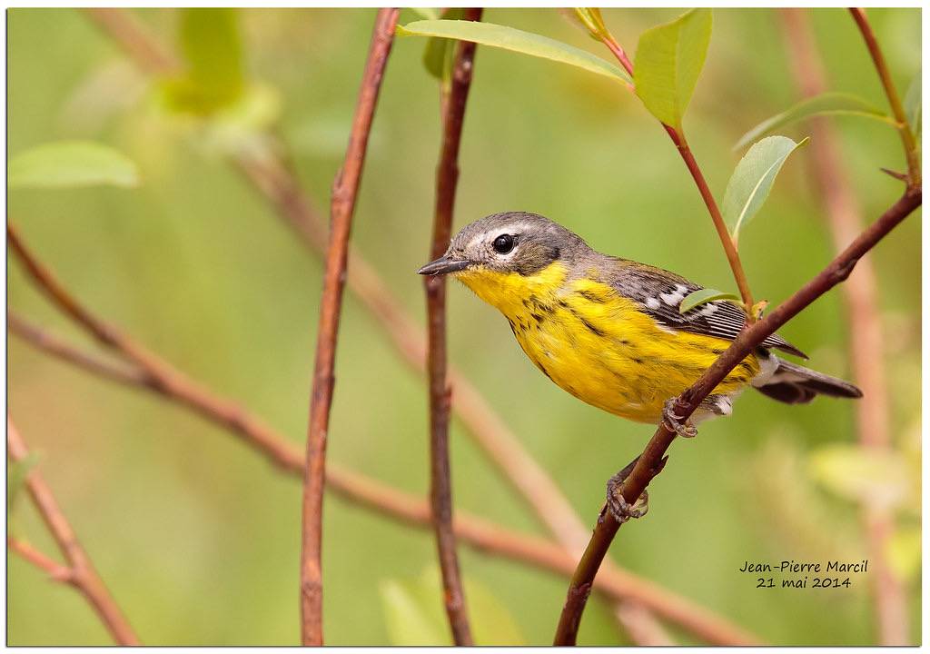 Paruline à tête cendrée femelle - Magnolia Warbler - Neuville - MLP - 5DM3-1666.jpg by Jean-Pierre Marcil is licensed under CC BY-NC-ND 2.0